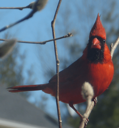 Cardinal